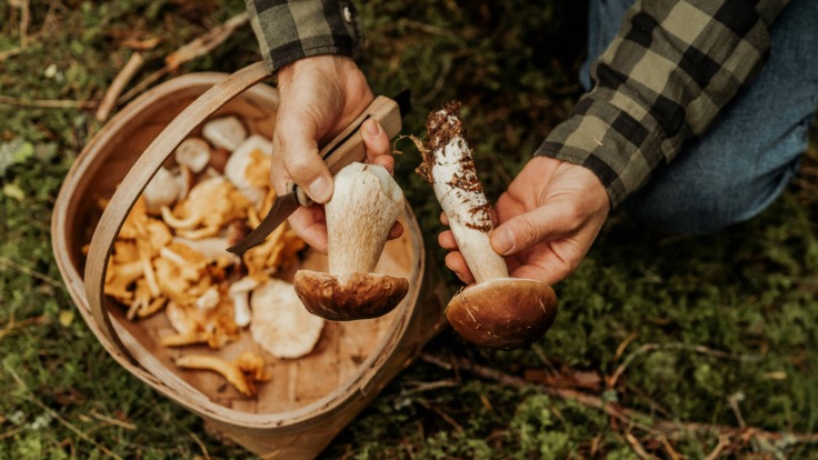 La Dordogne est idéale pour une balade aux champignons © knape/iStock