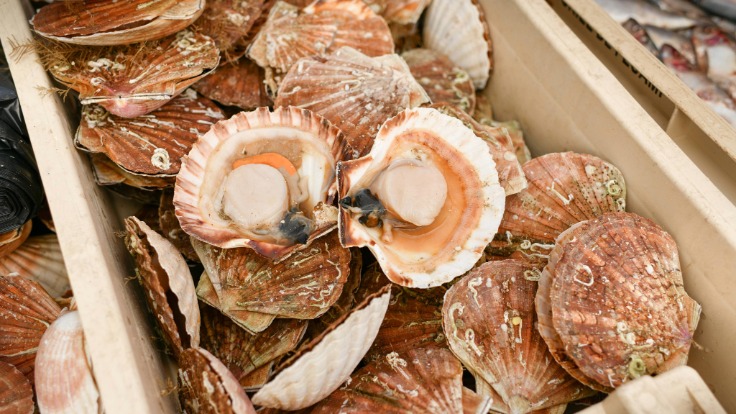 La Saint-Jacques, véritable perle de la baie de Saint-Brieuc © kipgodi/iStock
