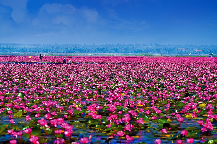 The famous Red Lotus Lake. (© Tourism Authority of Thailand)