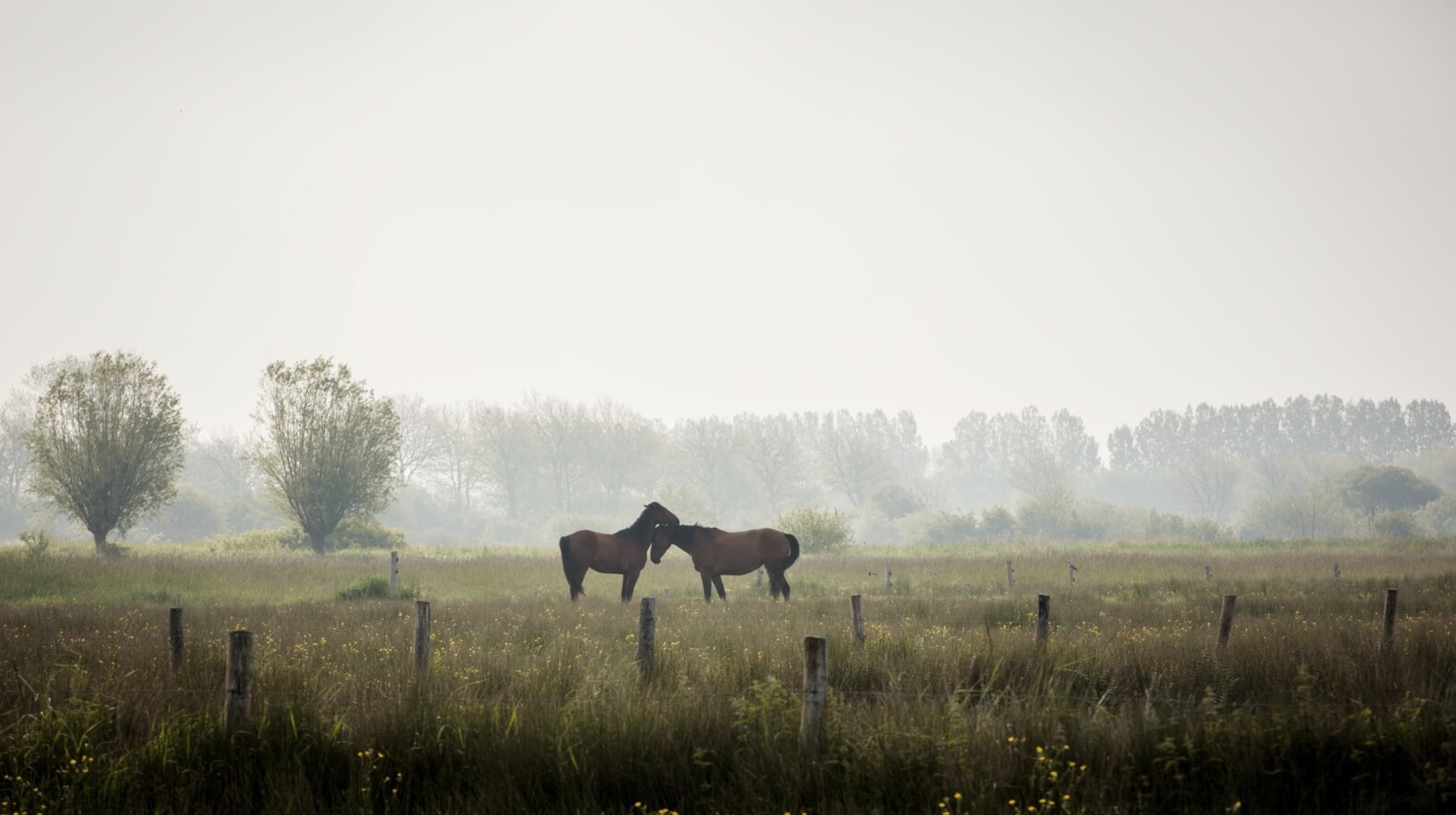 Parc regional naturel des Marais du Cotentin et du Bessin © Valentin Pacaut - TheExplorers 