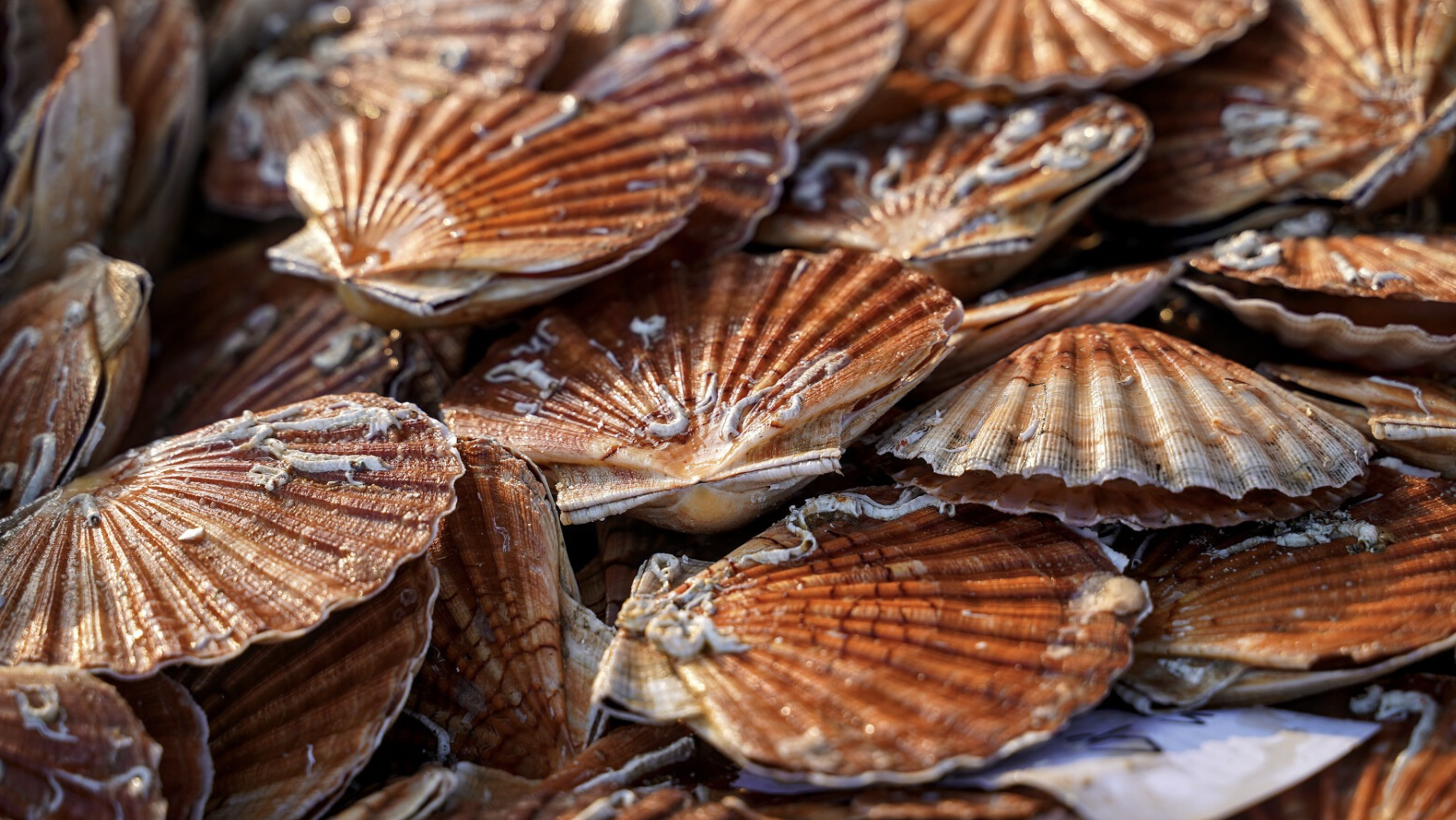 Coquilles Saint-Jacques sur le marché aux poissons de Courseulles-sur-Mer © Danielle Dumas
