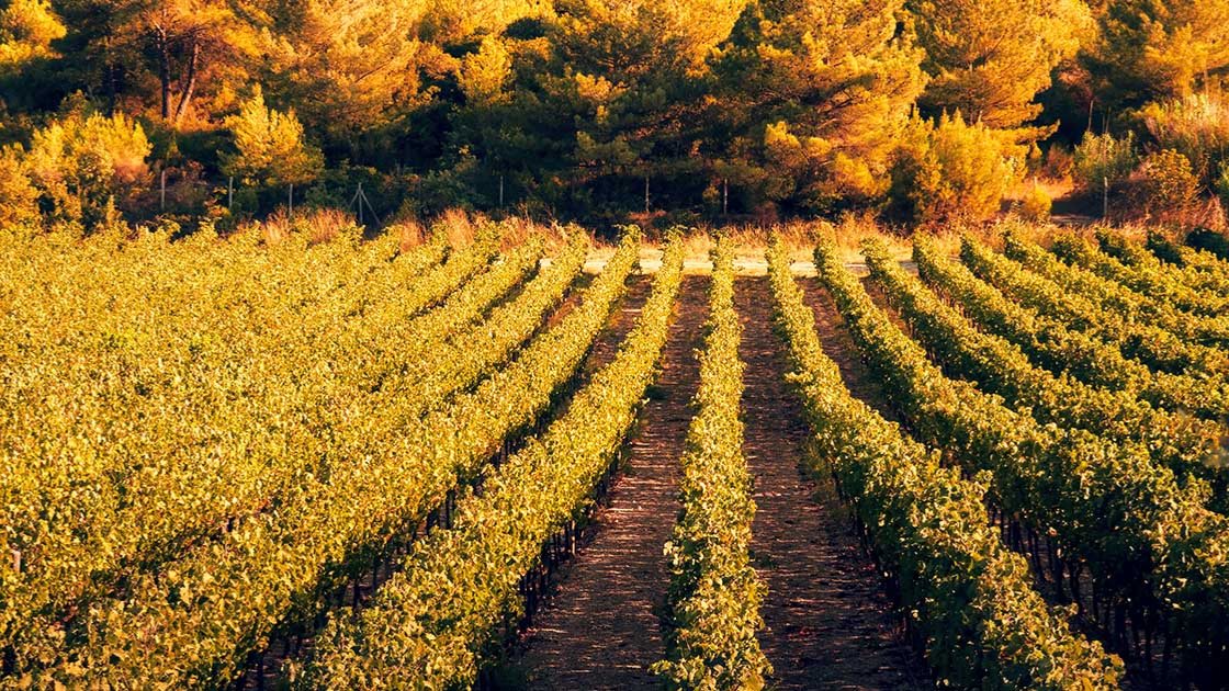 Vineyards, Urla, Izmir © cagkansayin/iStock