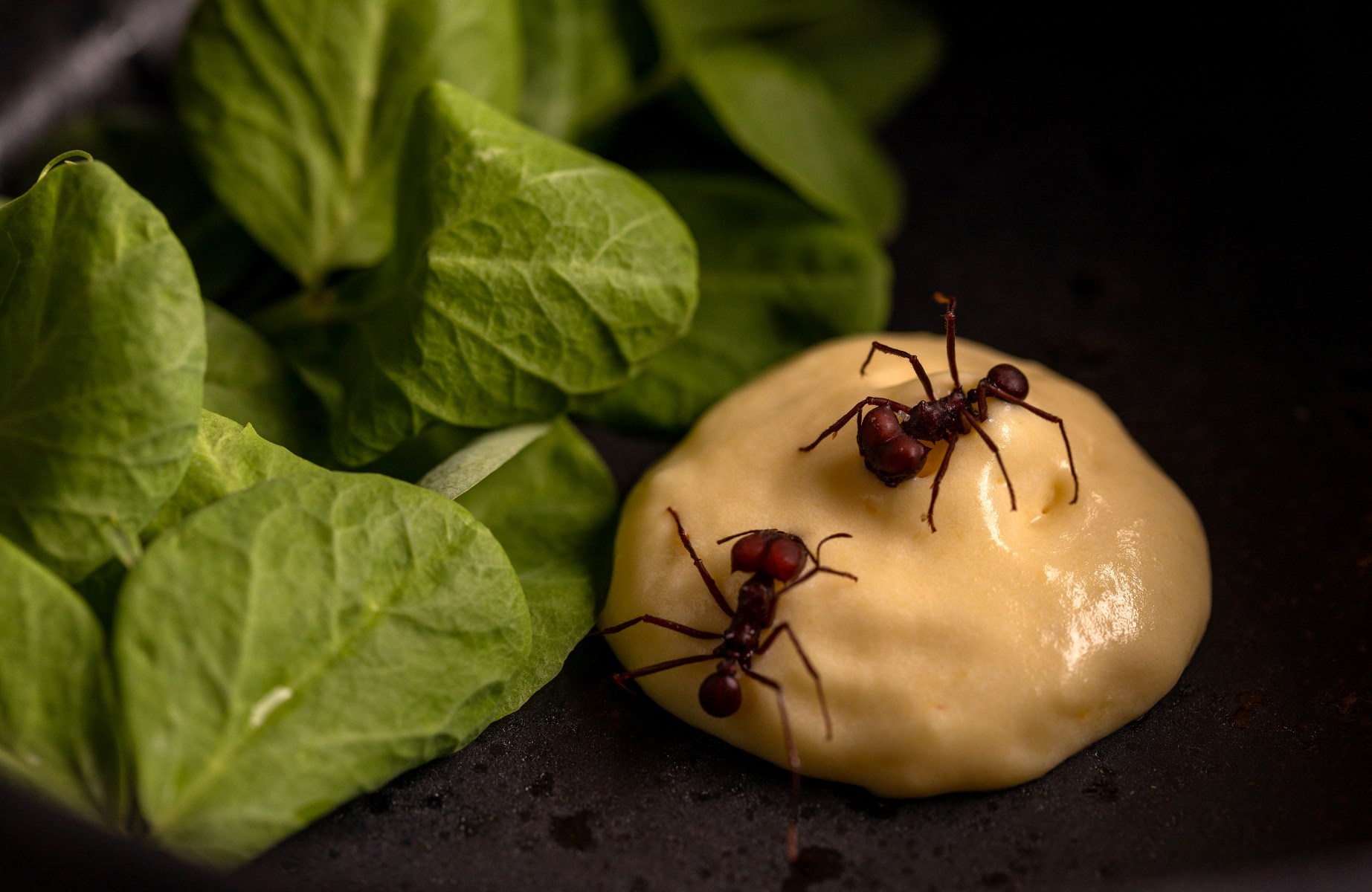 O restaurante Banzeiro é um representante da cozinha amazônica na capital paulista. © Rubens Kato/Banzeiro 