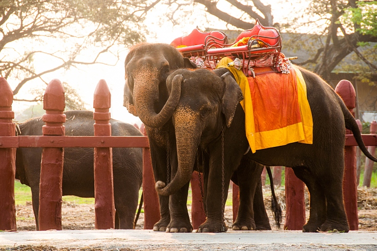 Befriend elephants while experiencing the local lifestyle. (© Shutterstock)