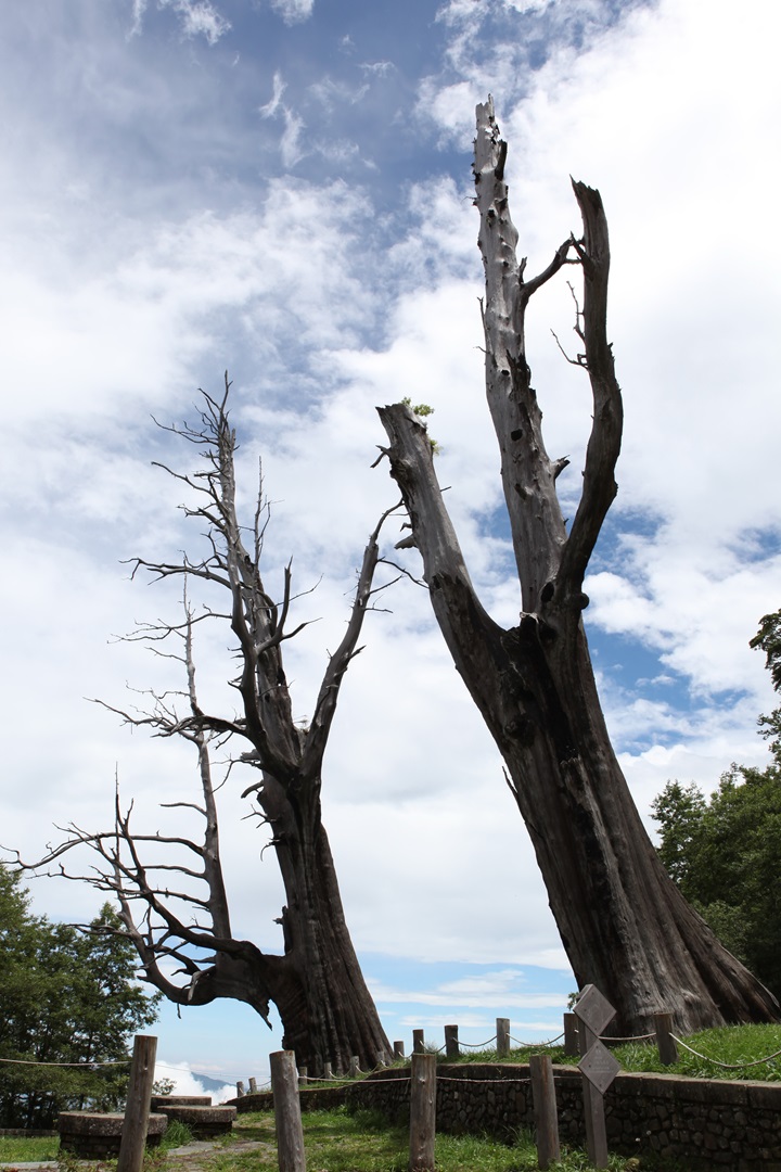 玉山國家公園塔塔加夫妻樹 Tree Couple Tataka Jade Mountain Yushan National Park.jpg