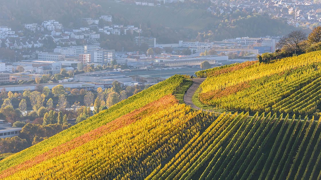 Weinberge in Stuttgart © Simon Dannhauer/iStock