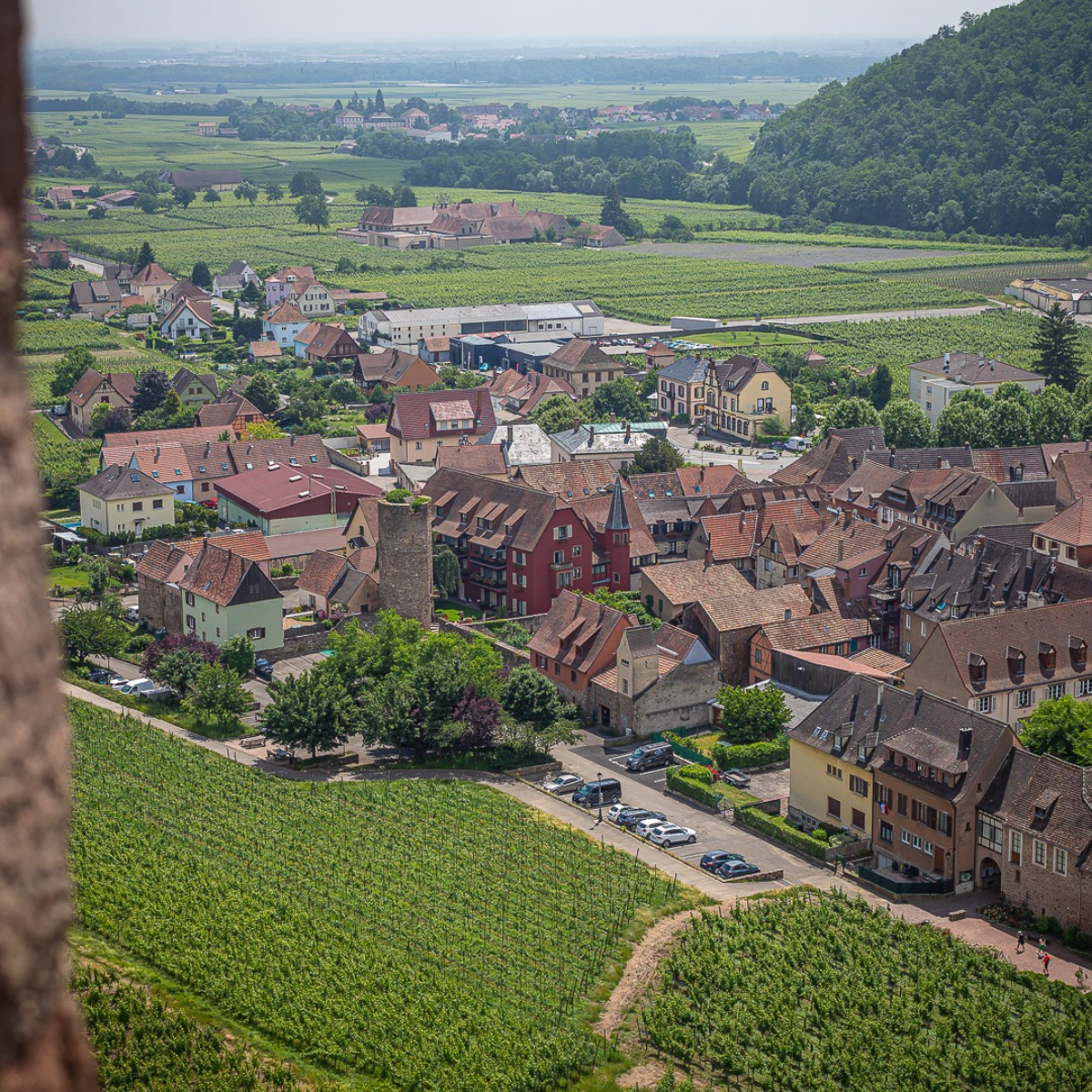 Depuis les hauteurs du Château, les vignes dessinent les contours de Kaysersberg © Ilya Kagan