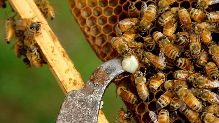 Ilog Maria Honeybee Farm (©Ilog Maria Honeybee Farm)