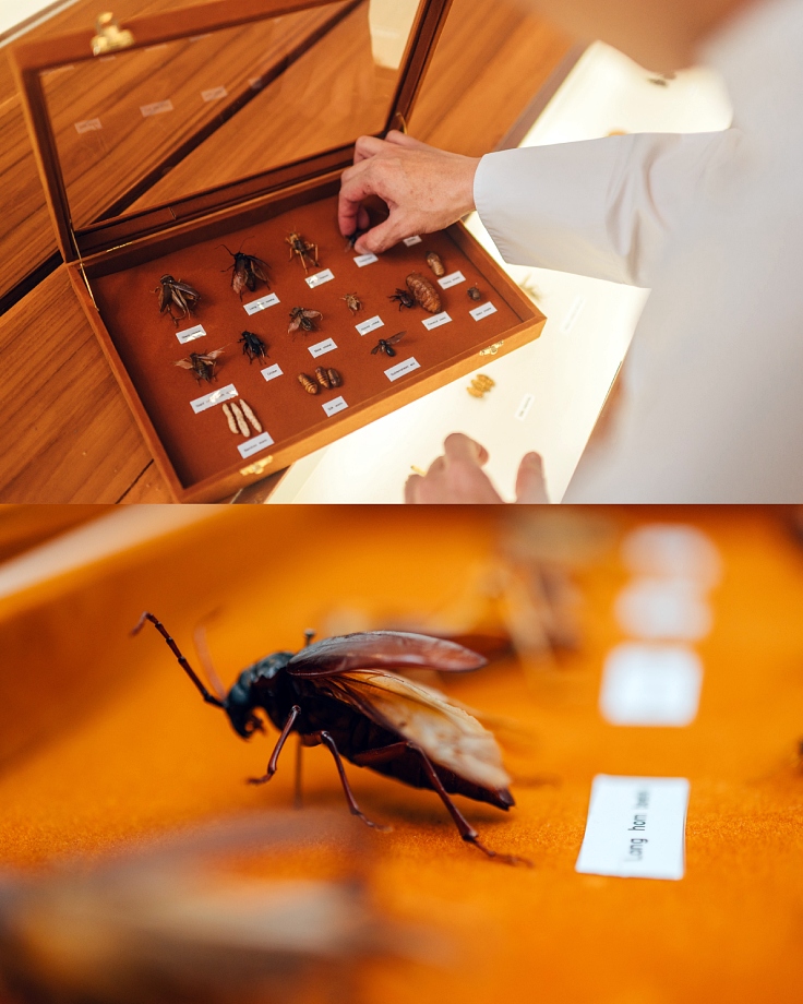 Longhorn beetles served at AKKEE. (© Anuwat Senivansa Na Ayudhya/The MICHELIN Guide Thailand)