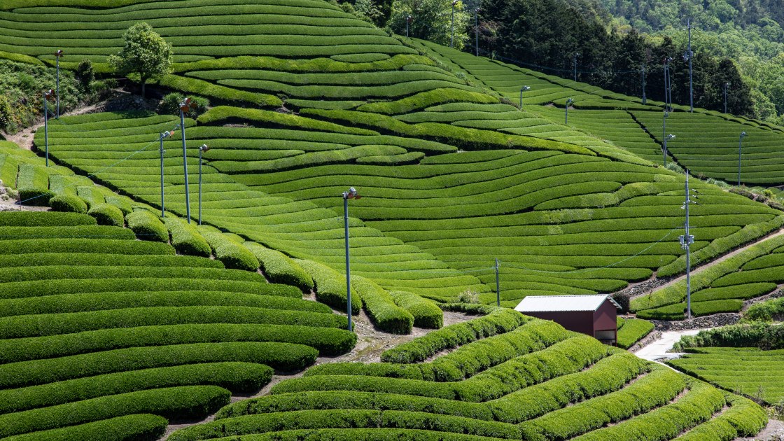 A tea plantation in Kyoto Prefecture, Japan, where carefully cultivated leaves form the foundation of premium Japanese tea. © Hiroshi H / Shutterstock