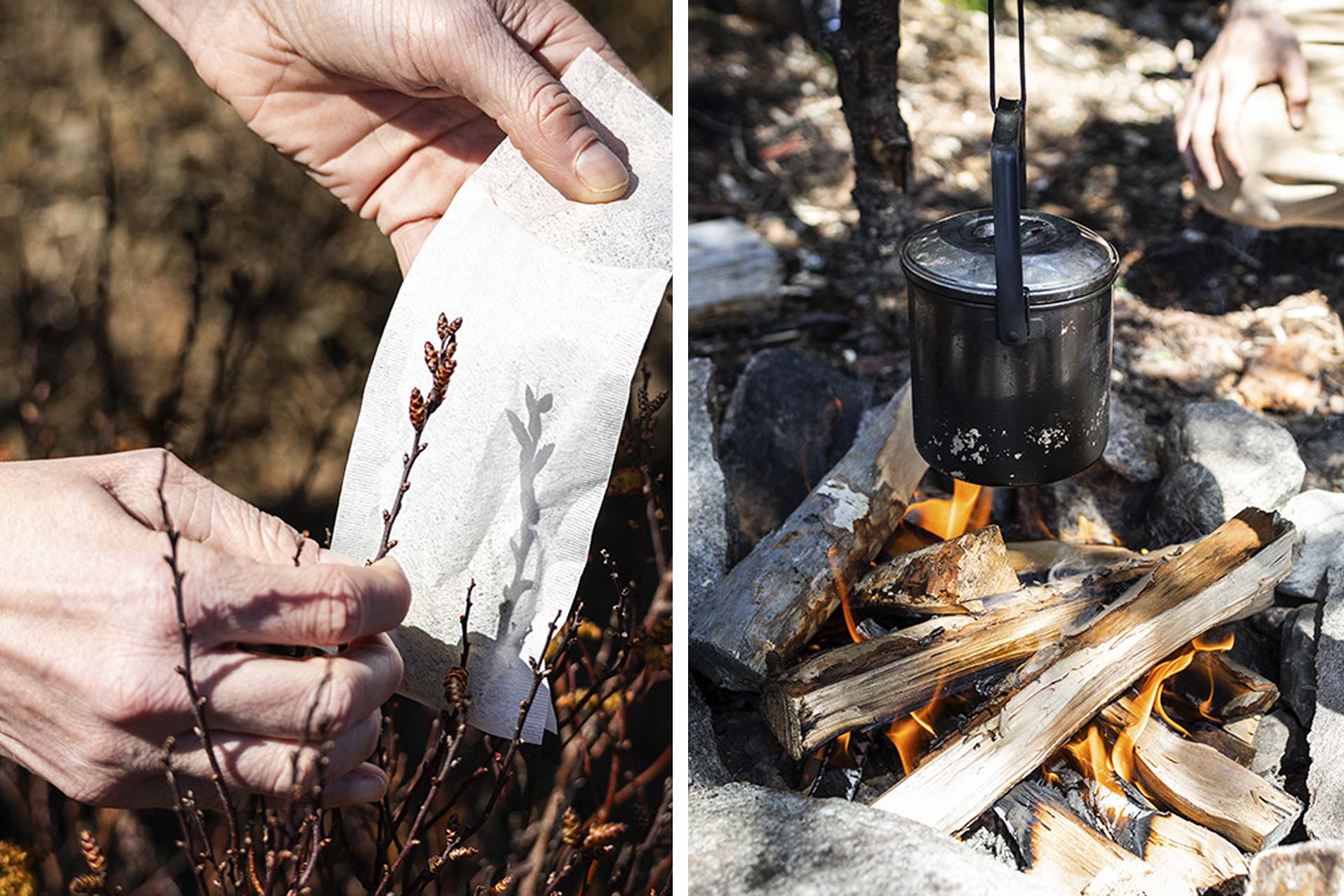 Forage for berries and herbs on a remote Newfoundland island. © Fogo Island Inn