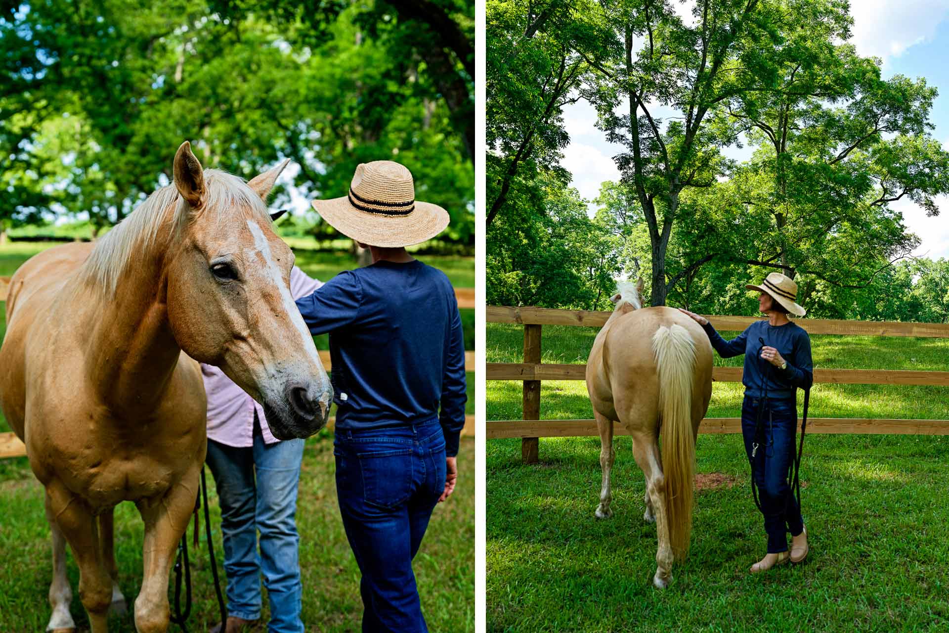 Gentle horse training on a rural Georgia farm. © Quercus