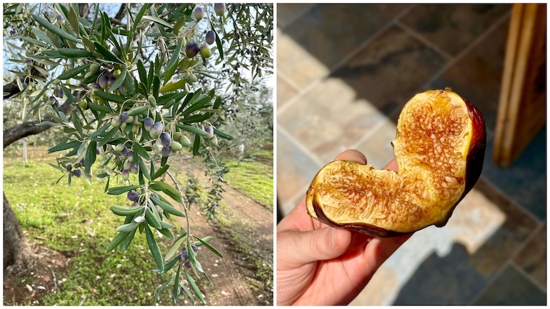 A Puglian childhood taught Febbrile to cook by instinct — letting season, sea, and tradition speak before technique.  © Mirko Febbrile