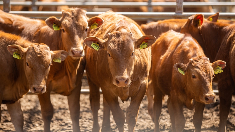 Hanwoo is still raised on small family-run farms in South Korea, where carefully managed feed and close attention to each animal help shape the marbling, flavor and rarity that define it. © SoGoodK