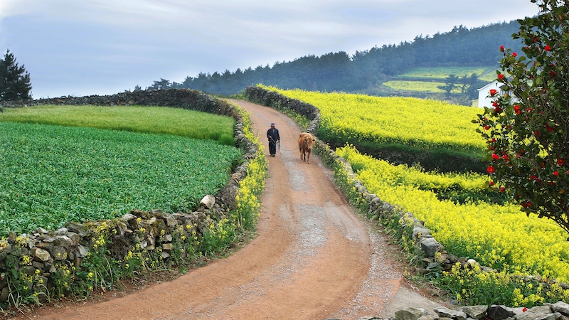 Once valued less for its meat than for its labor, this native Korean cattle breed was traditionally used to plow fields and transport goods. © SoGoodK