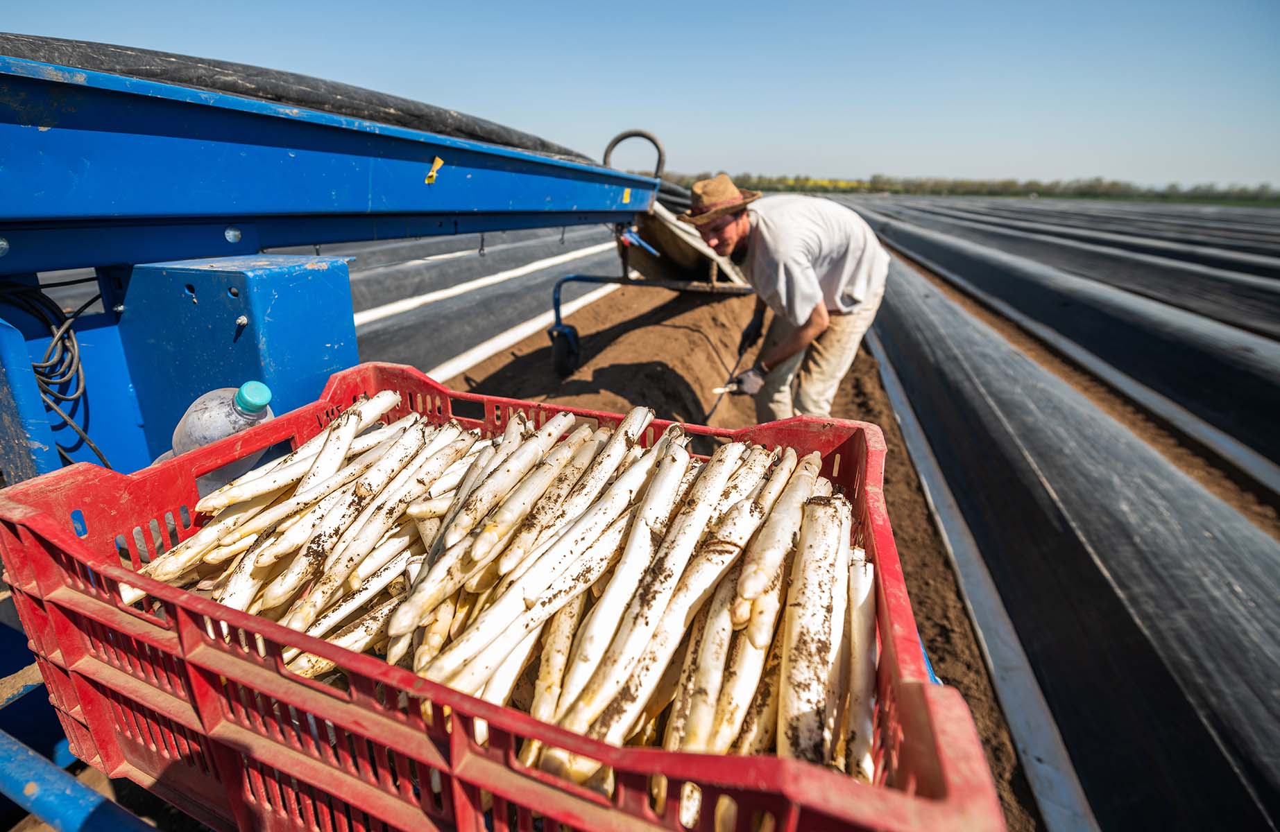 Moment capté pendant la récole des premières asperges blanches, en Allemagne © taikrixel/iStock