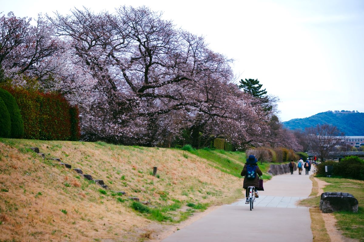Cycling is one of the most rewarding ways to experience Kyoto, especially in spring, when the cherry blossoms are out. © Two Left Hands/MICHELIN Guide