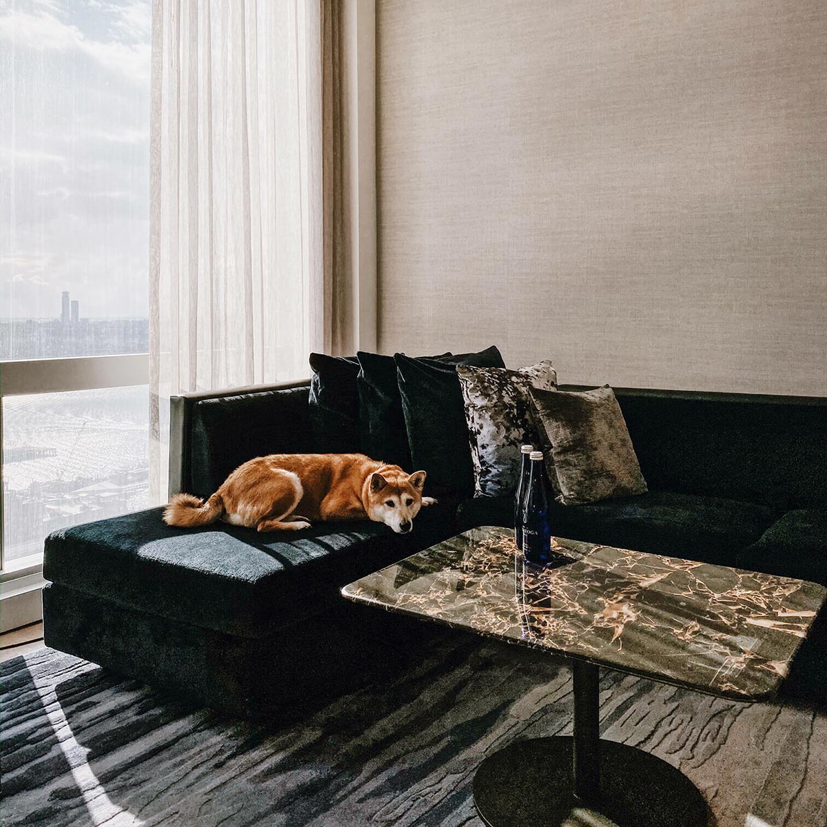 Small dog owners receive a curated dog‑friendly neighborhood guide and nearby day‑care referrals. © Equinox Hotel New York