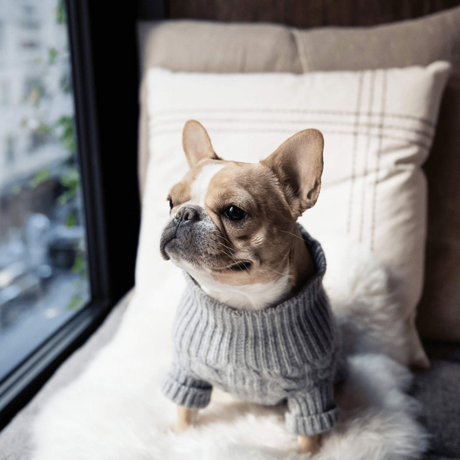 At 1 Hotel, two pets per room for no fee and plenty of dog treats. © 1 Hotel Central Park