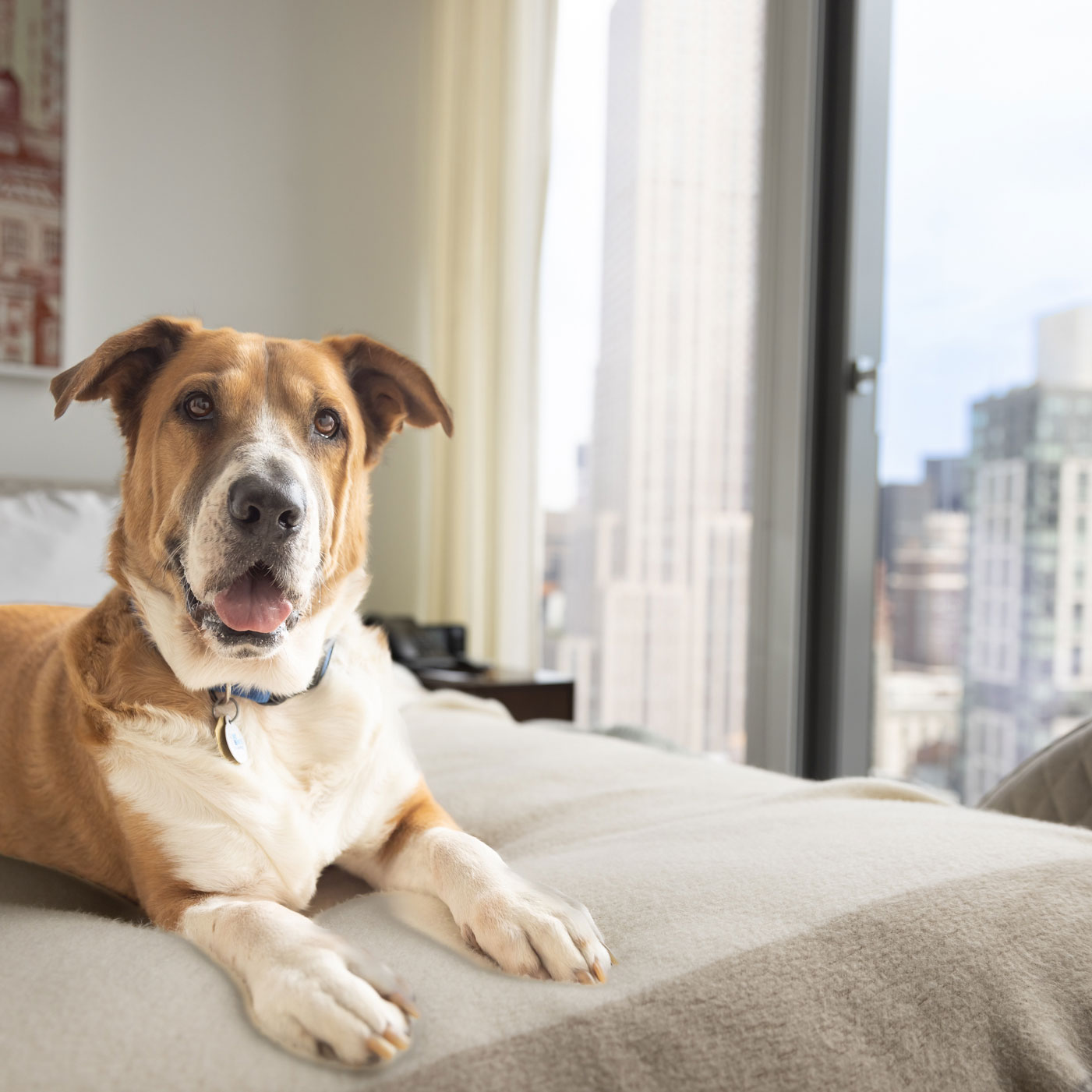 A flat per-pet fee grants access to up to two dogs, including pet-friendly programming like "Yappy Hour" events and nearby green spaces. © Virgin Hotel 