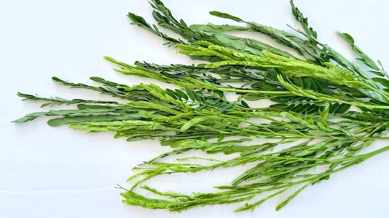 Ironically, what grows in Singapore isn’t what Singapore eats, and ulam — thriving in plain sight — now has to be explained, plated and reintroduced like it’s something new. © Khir Johari