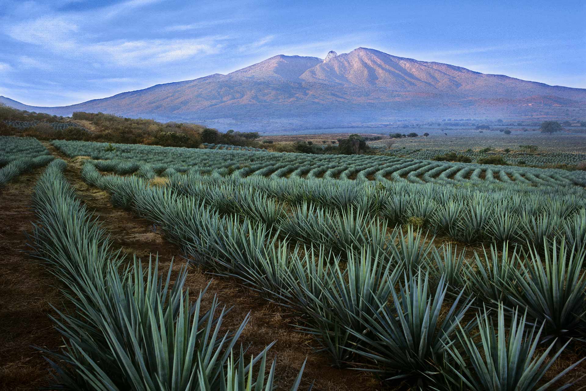 Fields of agave outside the small town of Tequila. © Jalisco Es México