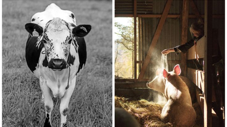 Bjerkan emphasises the importance of connections between the food, the people and the animals behind it. © Credo Restaurant 