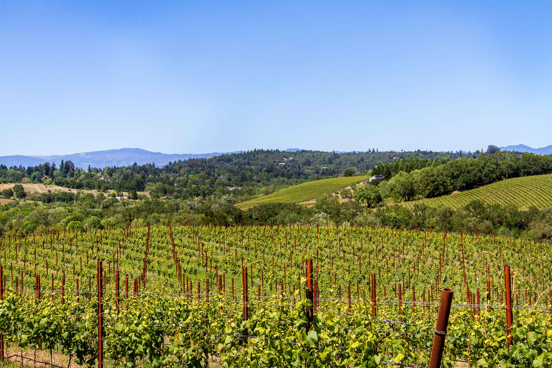 Budding vines at a vineyard in the Russian River Valley. © Jill Clardy/Adobe Stock
