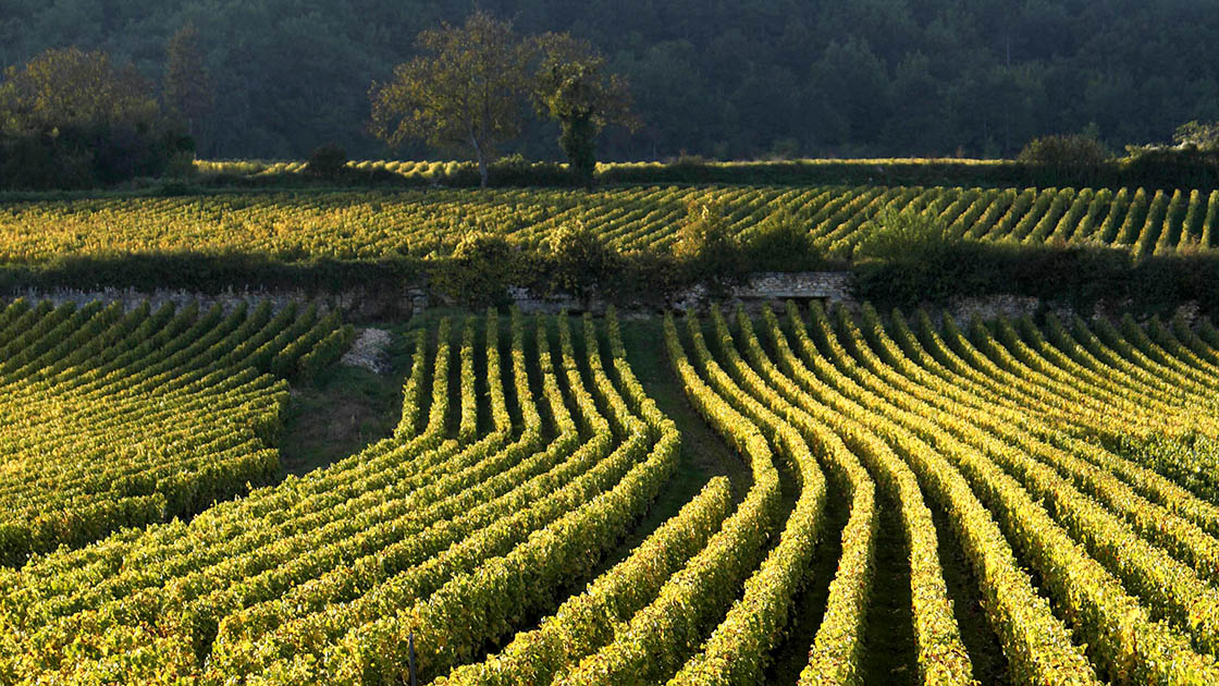 A view over the vines between Meursault and Montrachet. © Aurora/hemis.fr
