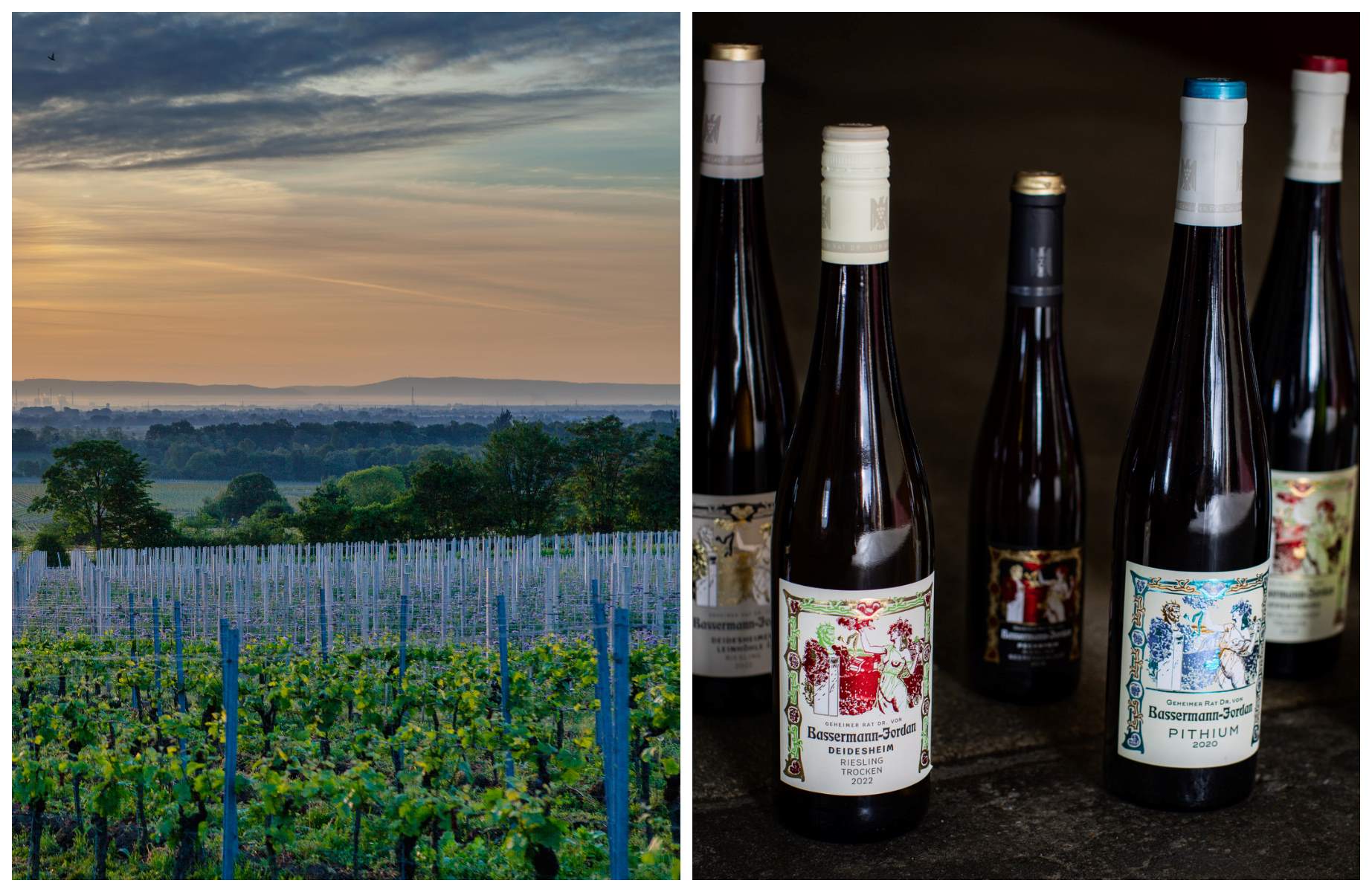 Weinberge © Tourist Service GmbH Deidesheim; rechts: Weine von Weingut Bassermann-Jordan © Bassermann-Jordan