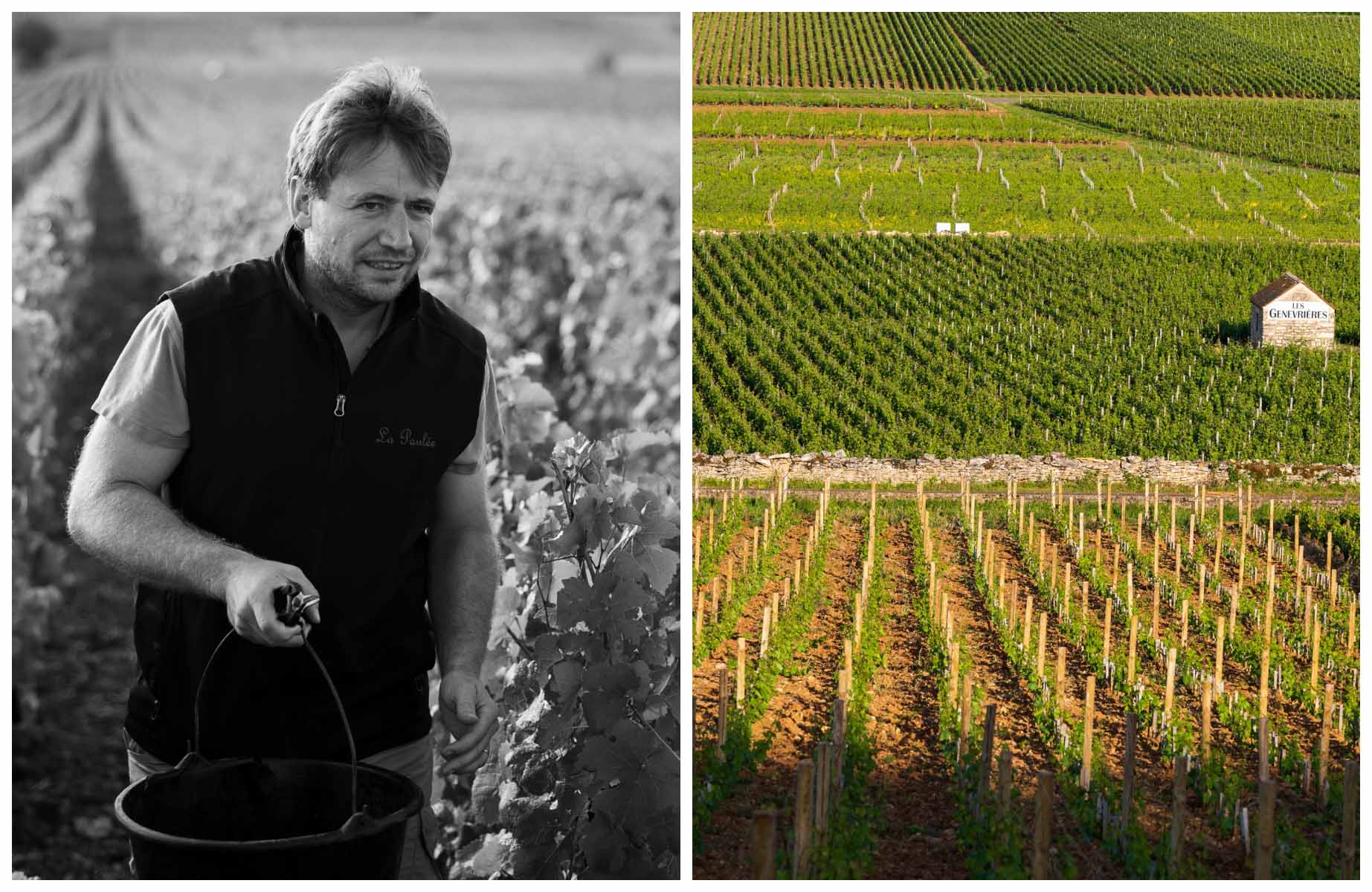 Pierre Lafon in a parcel at Domaine des Comtes Lafon. © Baptiste Paquot/Domaine des Comtes Lafon, Michel Joly/Domaine des Comtes Lafon