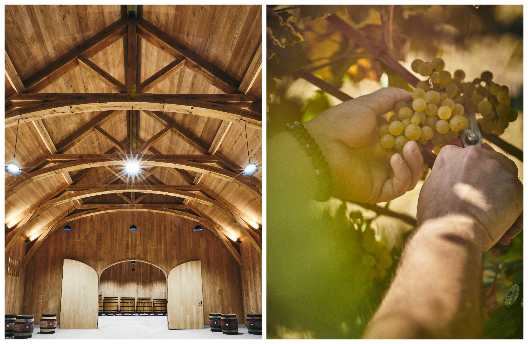 Cave du domaine Leflaive and a grape harvest in the vines. © Jérôme Bryon/Domaine Leflaive