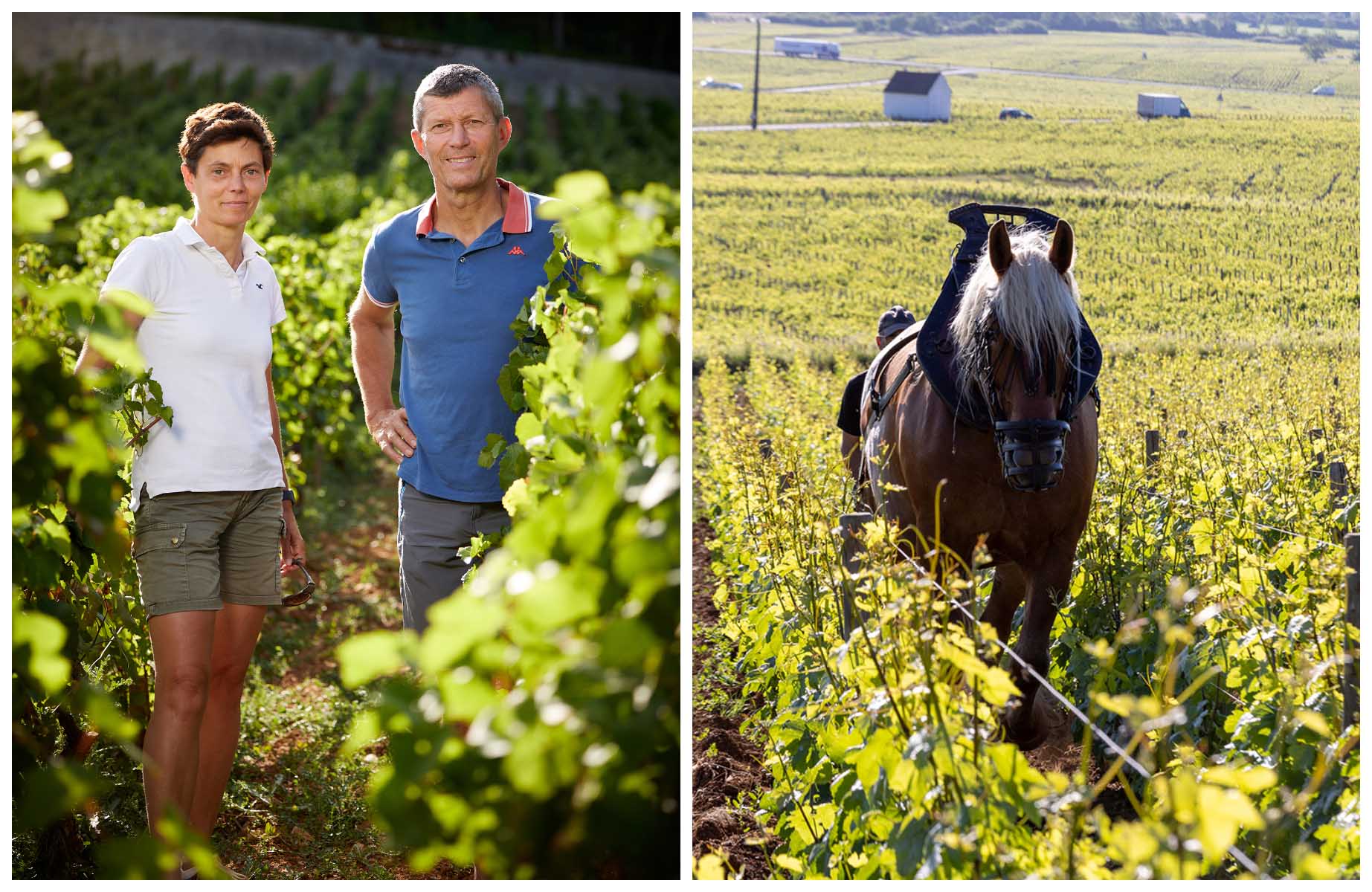 Christophe Roumier and his sister Delphine, with a parcel worked by a horse, at Roumier. © Serge CHAPUIS/Roumier, Bénédicte MANIERE/Roumier