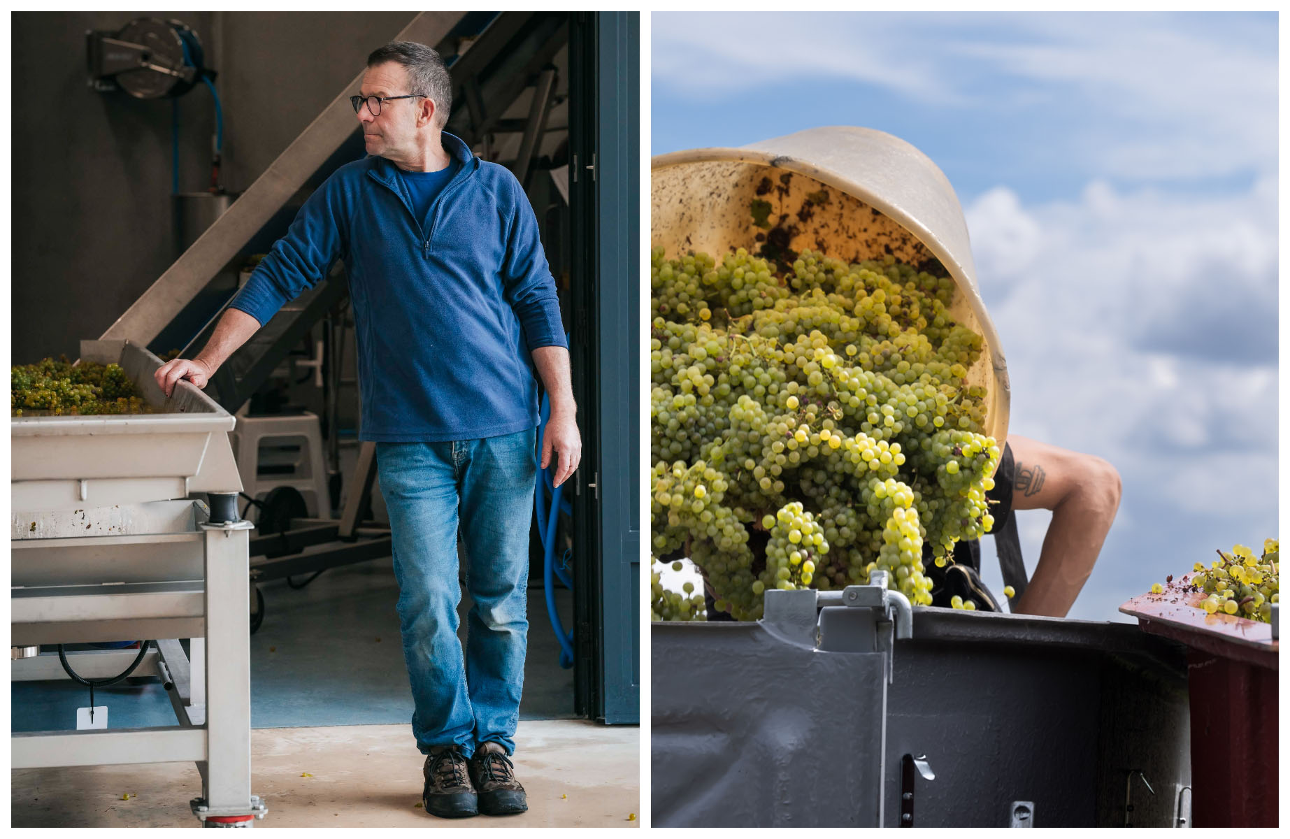 Arnaud Ente in Meursault. The grape harvest at Domaine des Comtes Lafon. © L. Creusot/Arnaud Ente, © Domaine des Comtes Lafon
