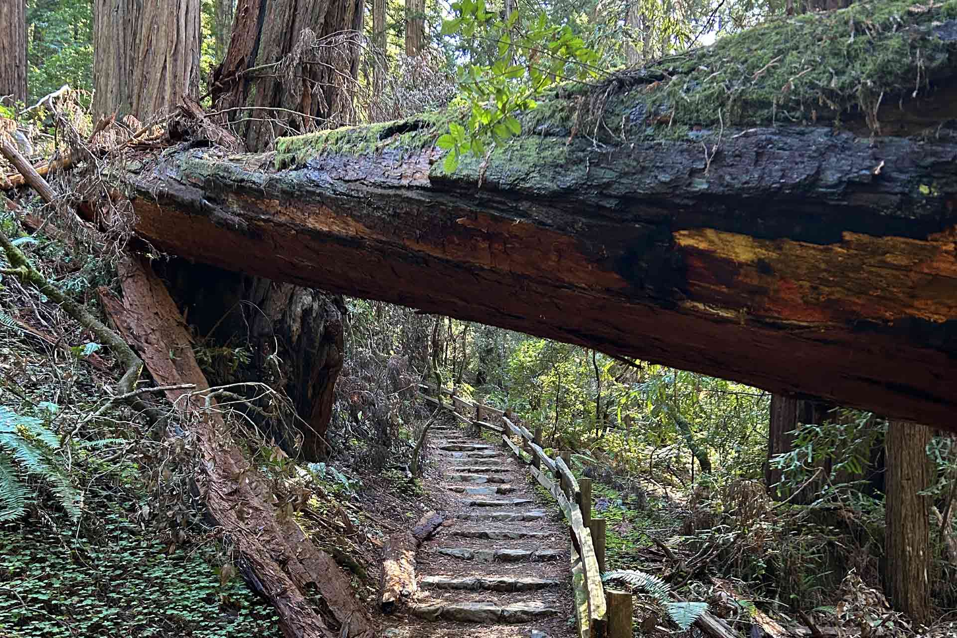 Muir Woods is a protected grove of old-growth redwoods that’s home to millennia-old giants that climb as high as 250 feet. © Erin Miller